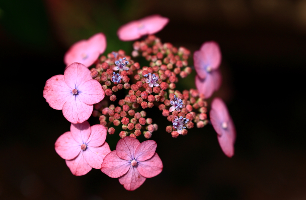紫陽花