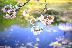 桜吹雪