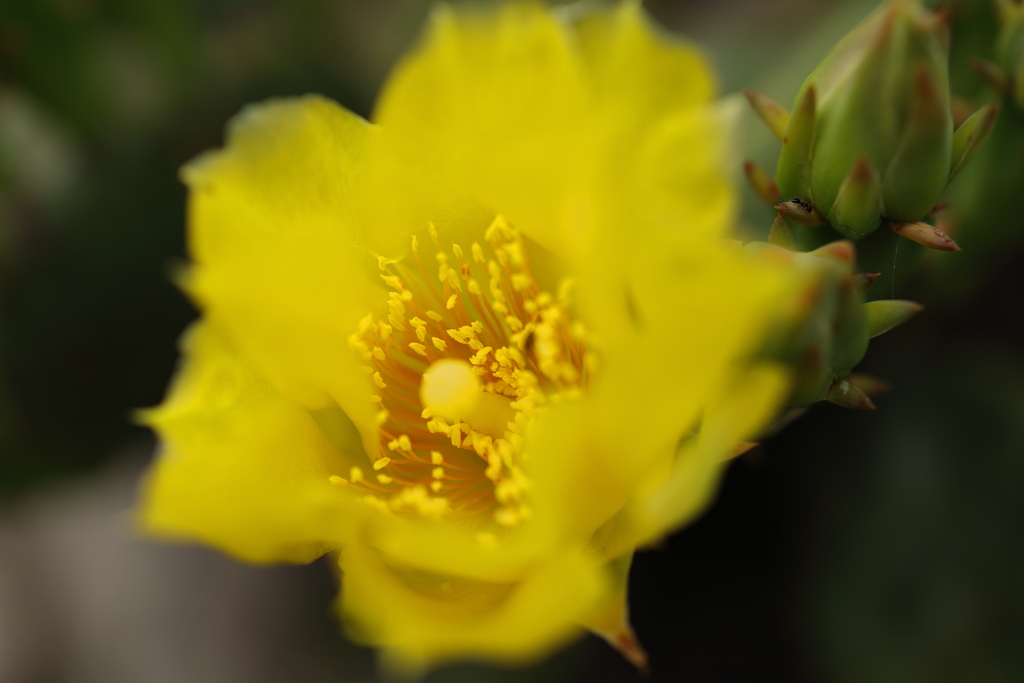 サボテンの花