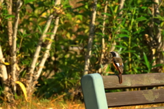 久しぶりのジョー