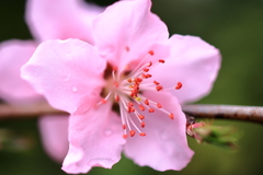 梅の蕊