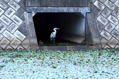 寂しいそうですね。