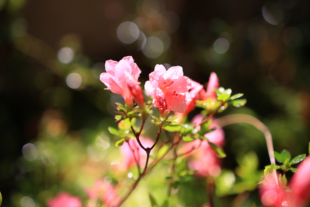 朝日に照らされて