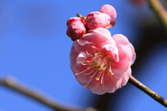 紅梅