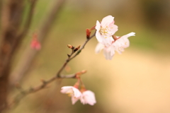 穏やかな春