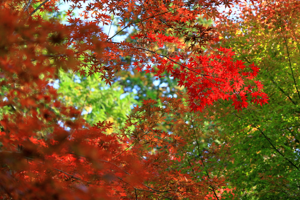 紅葉の盛り