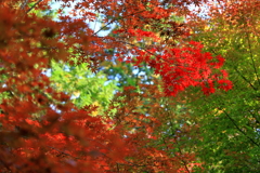 紅葉の盛り