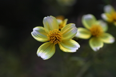 ウインターコスモス