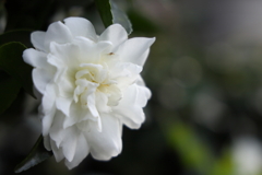 純白の山茶花
