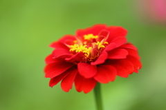 真紅