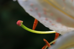 ユリの蕊