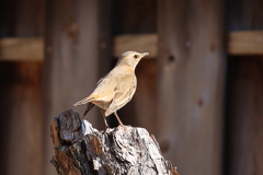 ウタツグミ