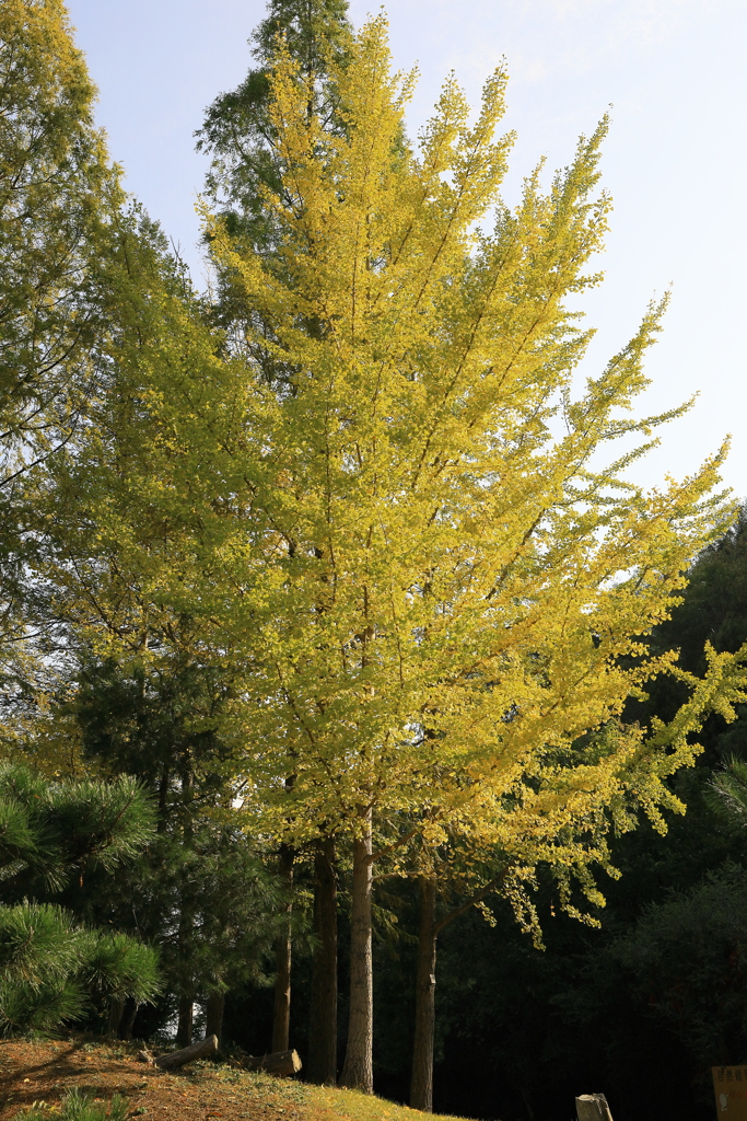 銀杏の紅葉