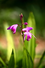 癒しの花