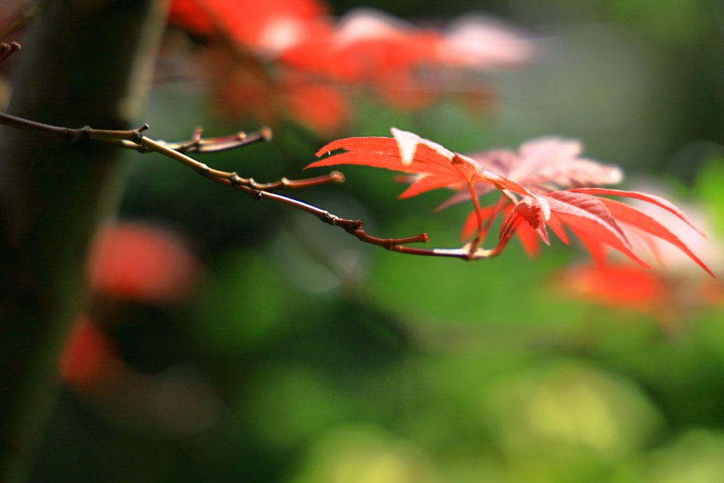 真夏の芽吹き