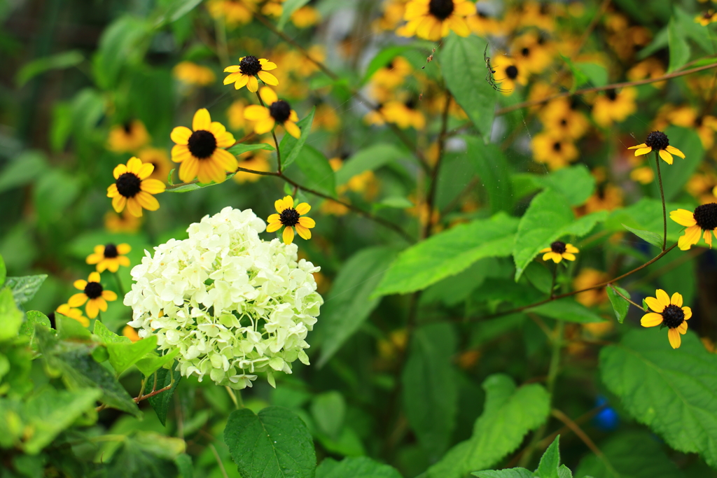 花園