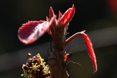 芽吹き