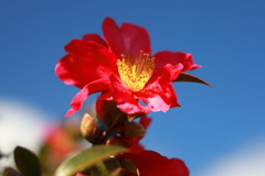 山茶花