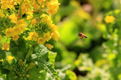蜜を求めて