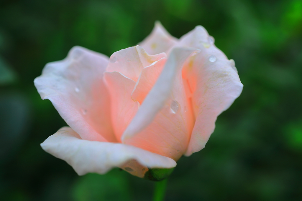 薔薇