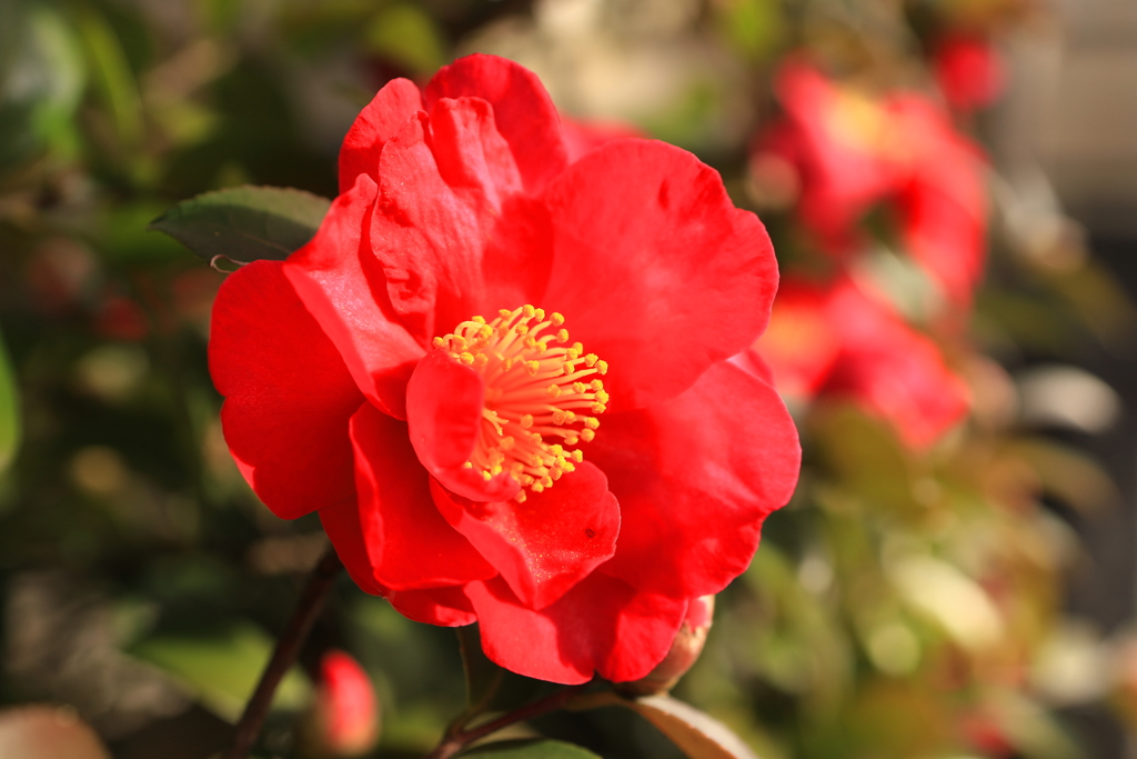 山茶花