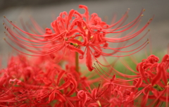 彼岸花