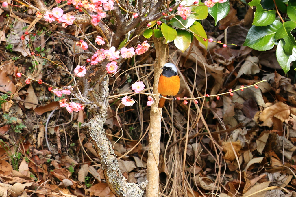 春ですね～