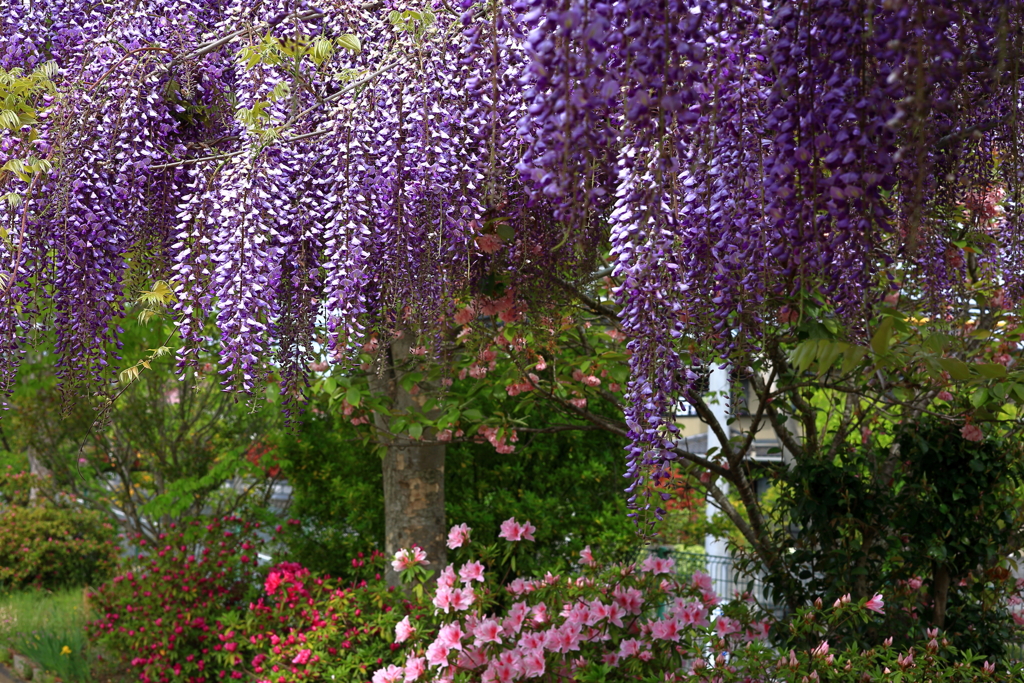 花園