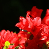 真紅