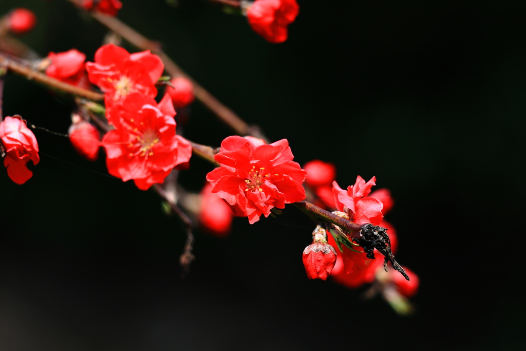 しだれ紅梅