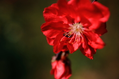 花の蕊に
