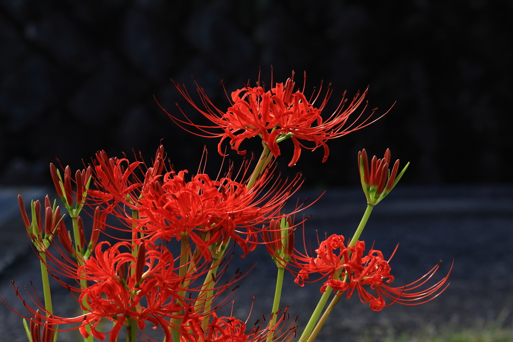 紅色の花