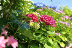 紫陽花の庭