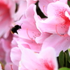 蜜を求めて