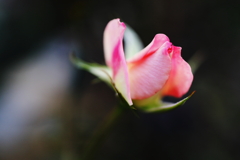 乙女薔薇