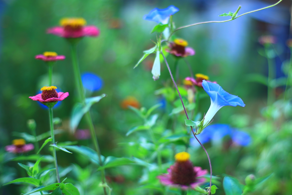 小さな花園