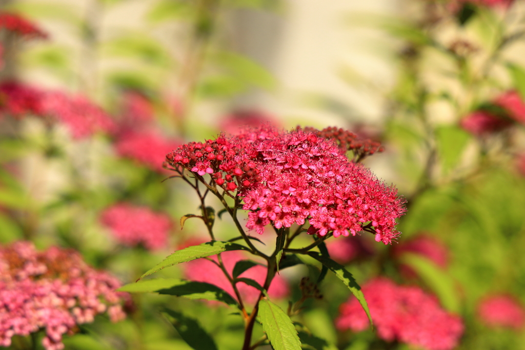 夕暮れの紫陽花