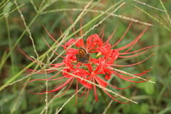 蜜はどこ～