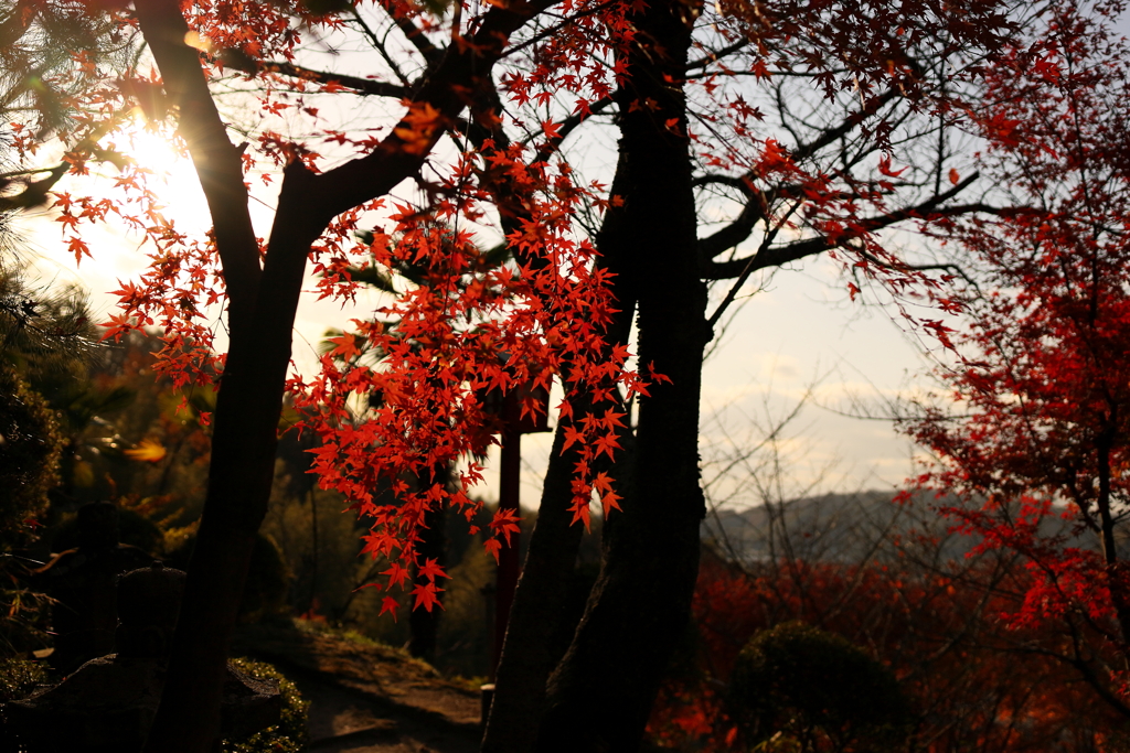 晩秋の木漏れ日