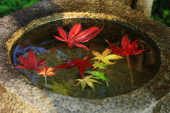 もみじ