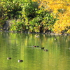 カモの楽園