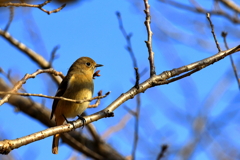 春はまだかな