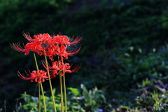 凛として花・投稿ベスト