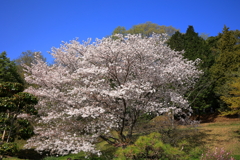 思い出桜