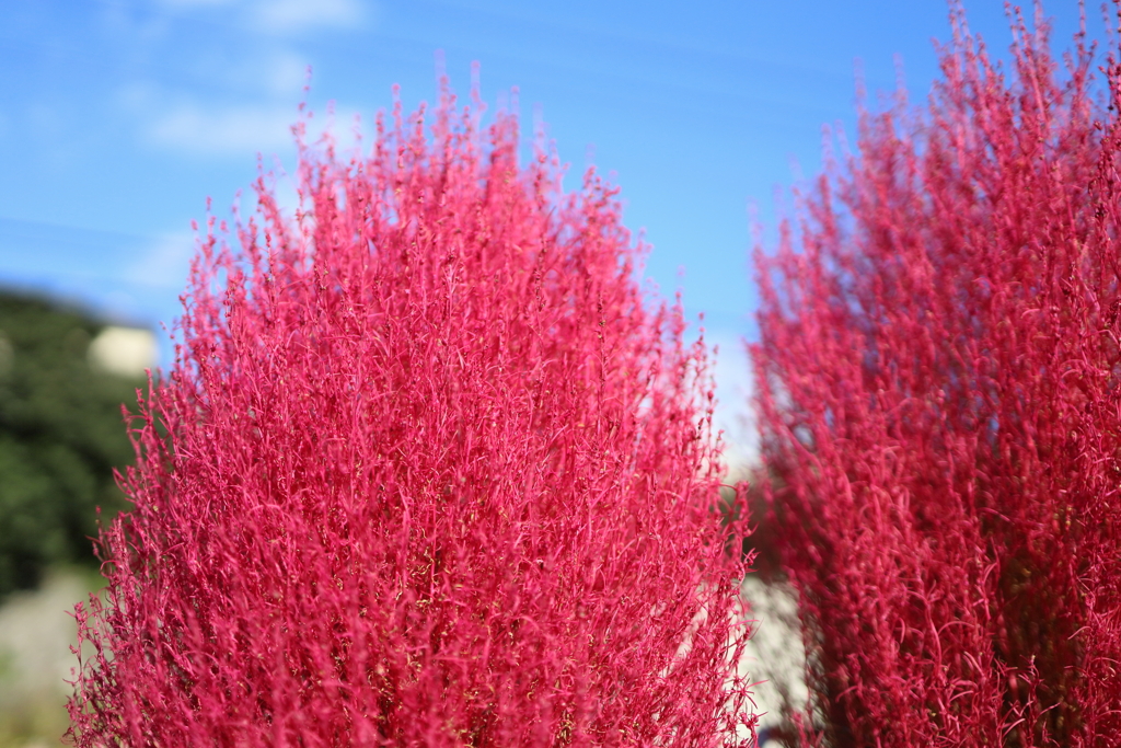 ユキア「ほうき草」