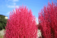 ユキア「ほうき草」