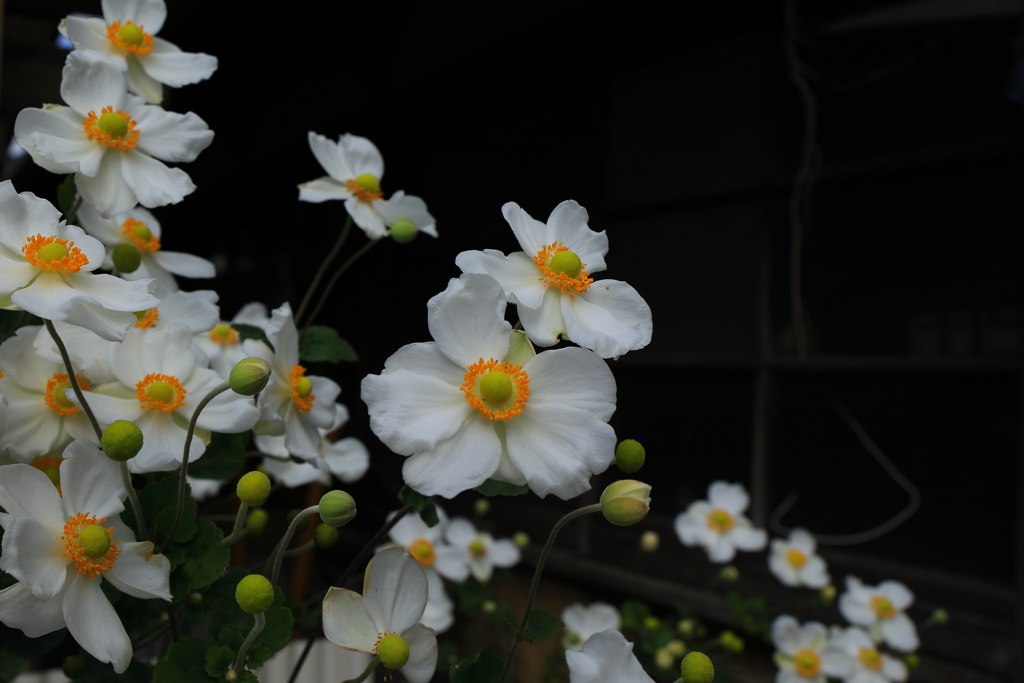 秋明菊