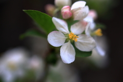 ヒメリンゴの開花