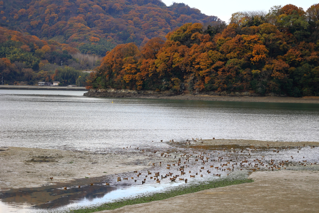 瀬戸内の海