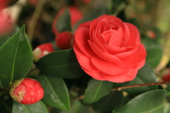 深紅